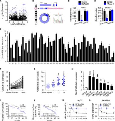 CircKIF5B Promotes Hepatocellular Carcinoma Progression by Regulating the miR-192 Family/XIAP Axis